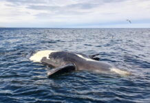 Chubut (Patagonia argentina): decine di balene trovate morte, si indaga