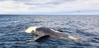 Chubut (Patagonia argentina): decine di balene trovate morte, si indaga