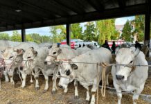 Alba, dopo la 104ª Rassegna Bovina Cavallo: valorizzare la filiera della carne