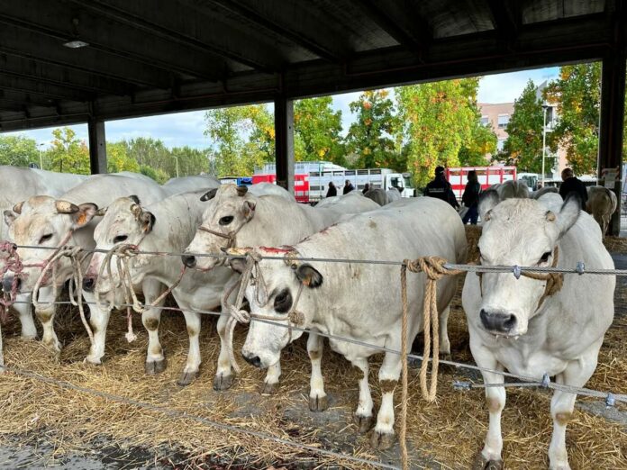 Fiera_Bovina.jpg