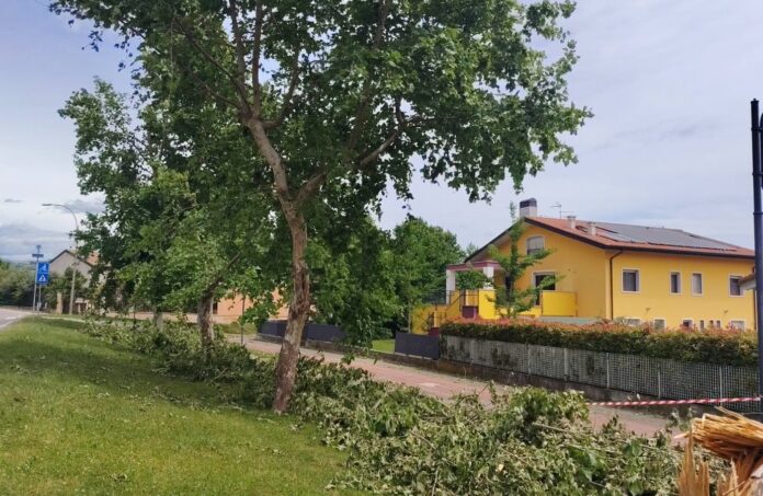 Platani-via-Pasubio.jpg