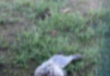 Teverola, 30 conigli sbranati da un branco di cani nella villa comunale