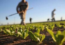 Montichiari, Ebat Brescia investe 360mila euro in due anni per la sicurezza in agricoltura