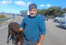 Poggio Imperiale (Foggia): l’asinella Susy simbolo della protesta per il caro carburante