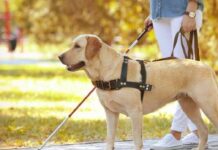 Milano: Regione Lombardia stanzia 150.000 euro per cani guida gratuiti