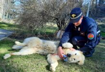 Provincia di Bologna, sequestrati 110 cani Alaskan Malemute in allevamento abusivo