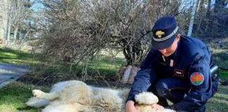 Provincia di Bologna, sequestrati 110 cani Alaskan Malemute in allevamento abusivo
