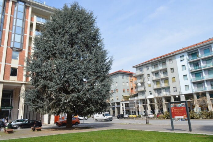 cedri_piazza_europa_cuneo.jpg