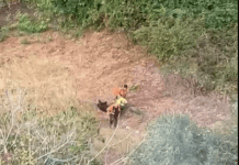 Savona, cinghiale ucciso e trascinato a Legino: Animalisti allarmati per biosicurezza