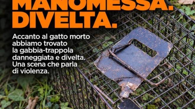 gatto-morto-calcinatello-635968.660x368.jpg