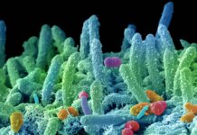 Microbiologi: nuova pandemia di super batteri, chiedono fondi certi nella Manovra