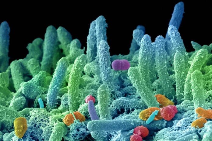 i_batteri_fluorescenti.jpeg