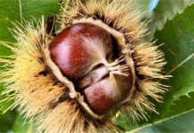 Chiusa di Pesio, talk il 22 ottobre sulla castanicoltura del futuro tra frutto e foreste