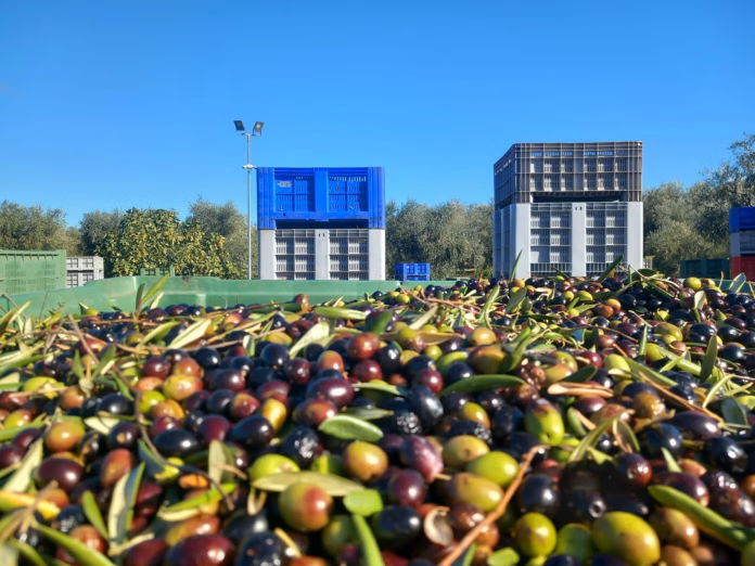 olive-olio-raccolta.avif